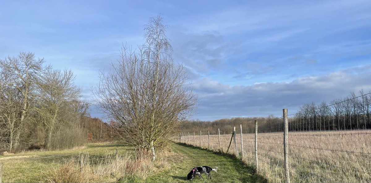 Ingepalmd's tweet photo. Kozen, 10u53

#vrtweer #engelsespringerspaniel #wolkenfoto #wandelenmetdehond #nofilter https://t.co/E1GFqUYlek
