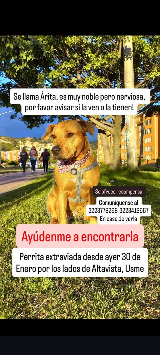 Perrita extraviada en Usme, responde al nombre de Arita.