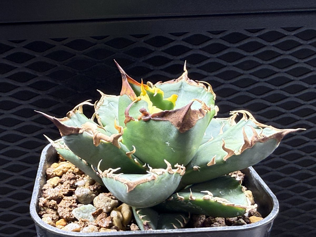 にゃも (@nyamo14789) / Posts / X