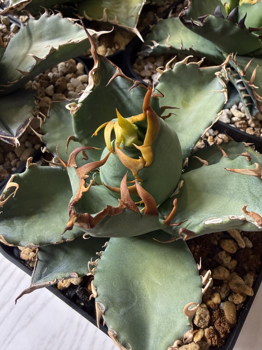 にゃも (@nyamo14789) / Posts / X