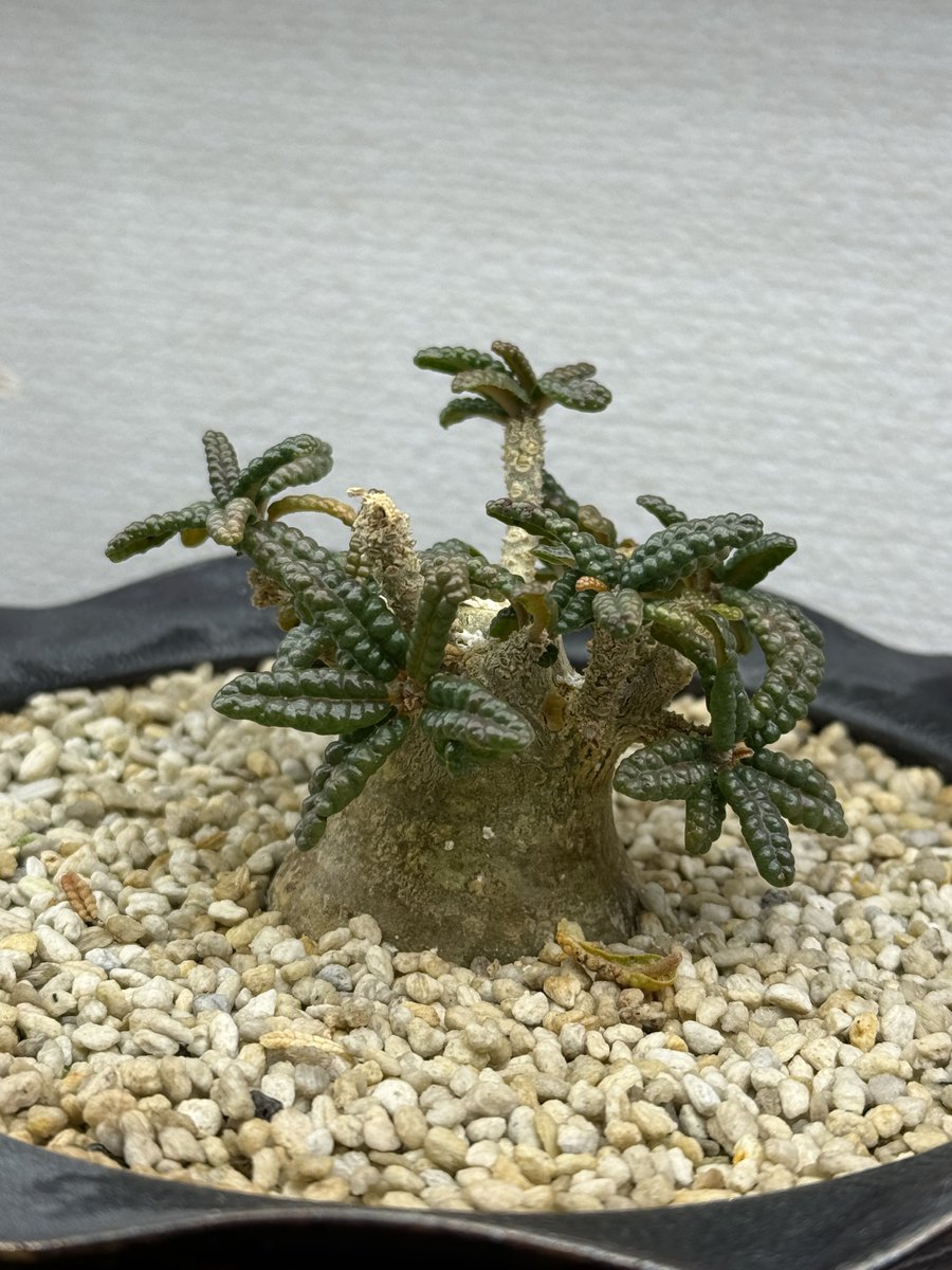 にゃも (@nyamo14789) / Posts / X