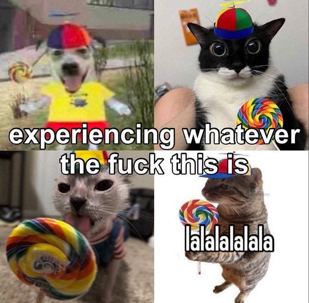 Punch Cat tweet media