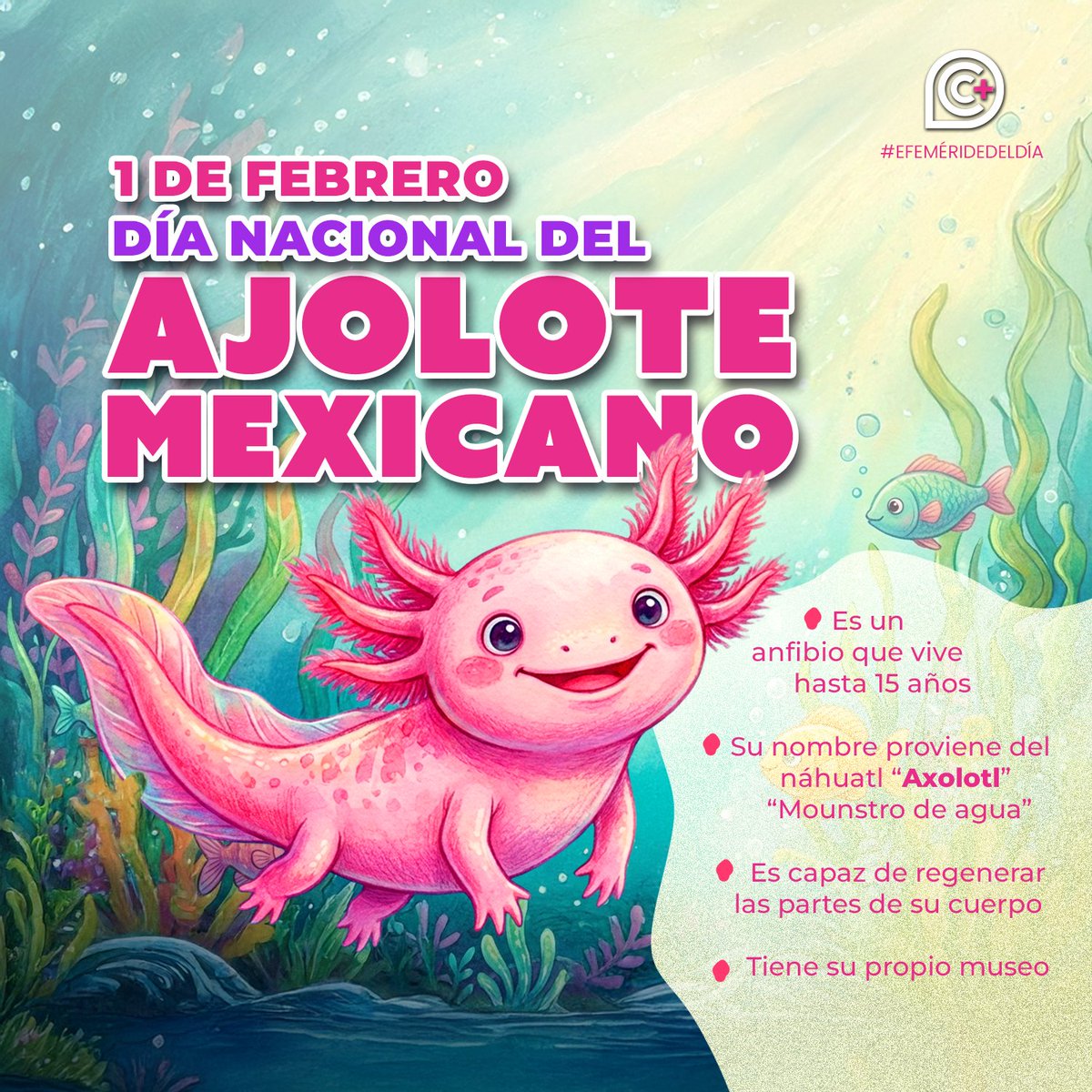 Hoy, en su día nacional, celebramos al "Axolotl", este ser místico que habita entre la leyenda y la ciencia.🦎🌙

Es nuestro deber proteger su hogar, especialmente en Xochimilco, para que este "monstruo del agua" siga asombrando al mundo.

🍃 ¡Larga vida a esta especie fuera de