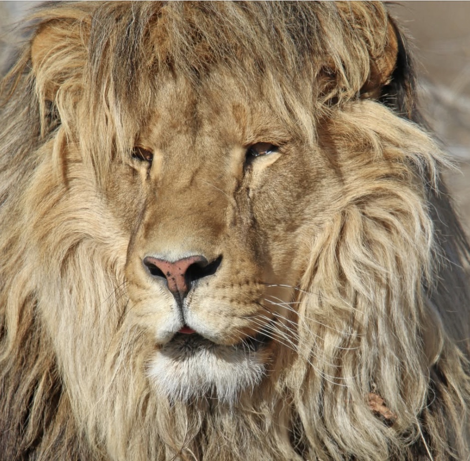 We all have that one friend who's obsessed with Rod Stewart