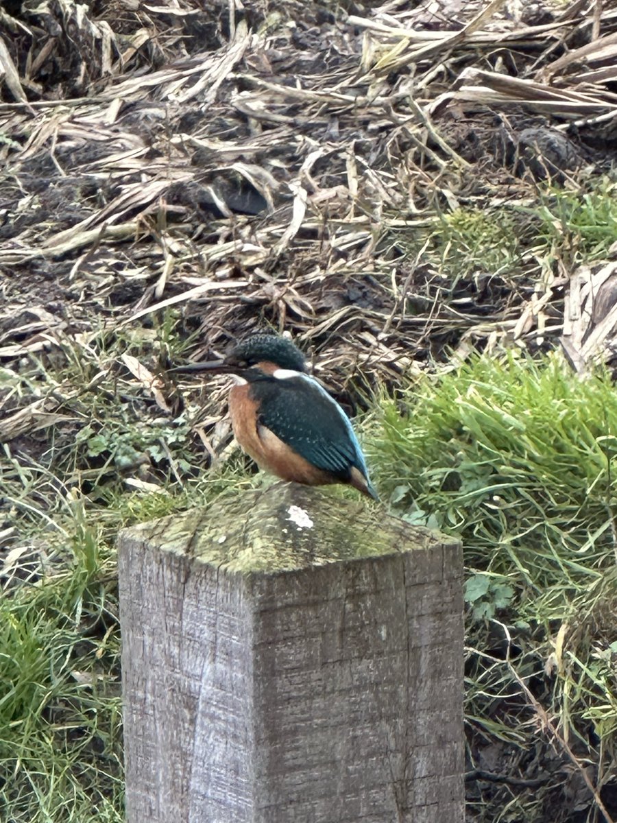 eagum's tweet photo. @vogelnieuws @vogelnieuws #tuinvogeltelling hier een niet alledaagse https://t.co/7sVhkJmDhH