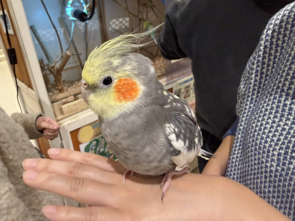 uncn's tweet image. どうぶつリザルト