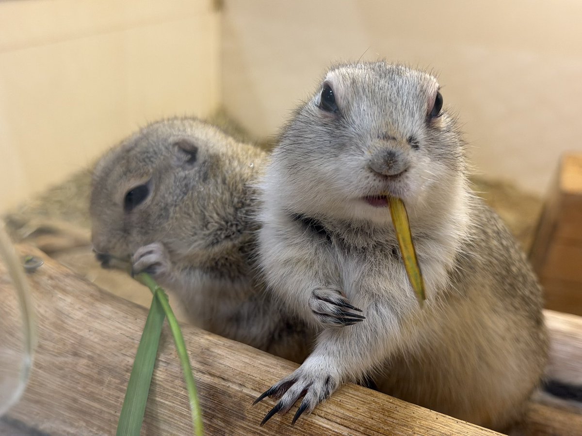 uncn's tweet image. どうぶつリザルト