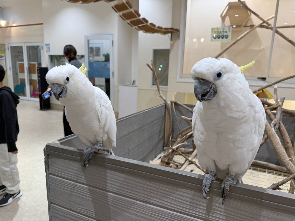 uncn's tweet image. どうぶつリザルト