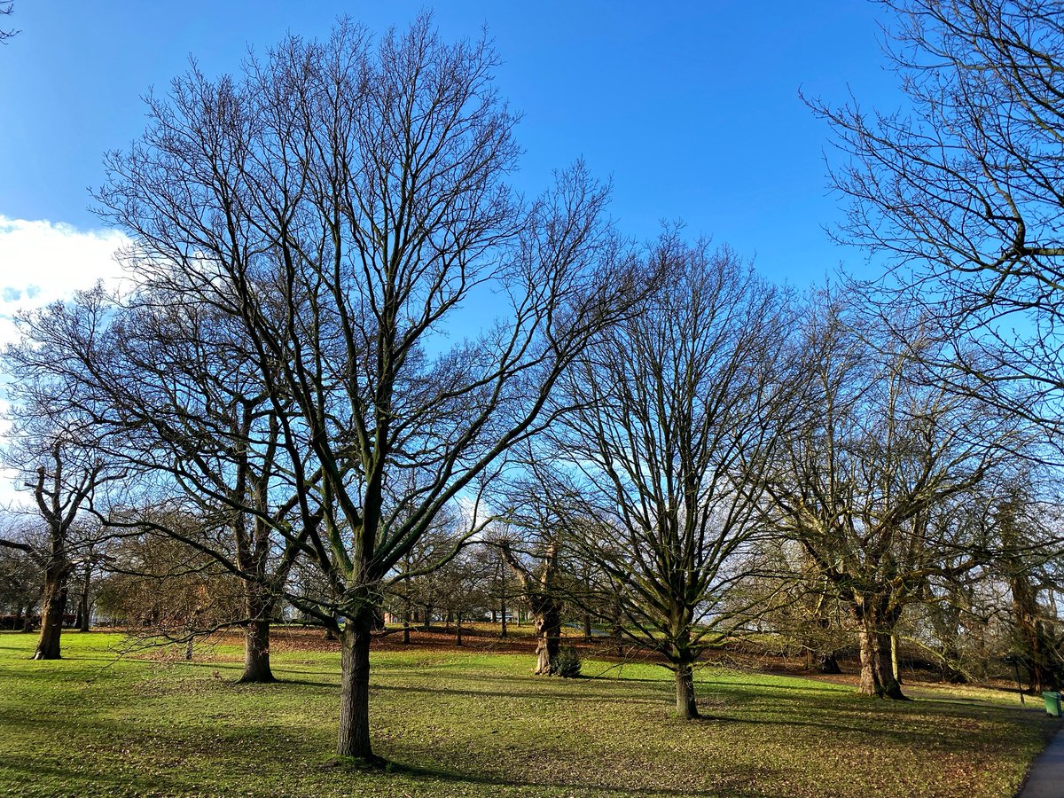 Ipaintatnight's tweet image. Good afternoon treepeople #trees #winterseason
1st of February, new month