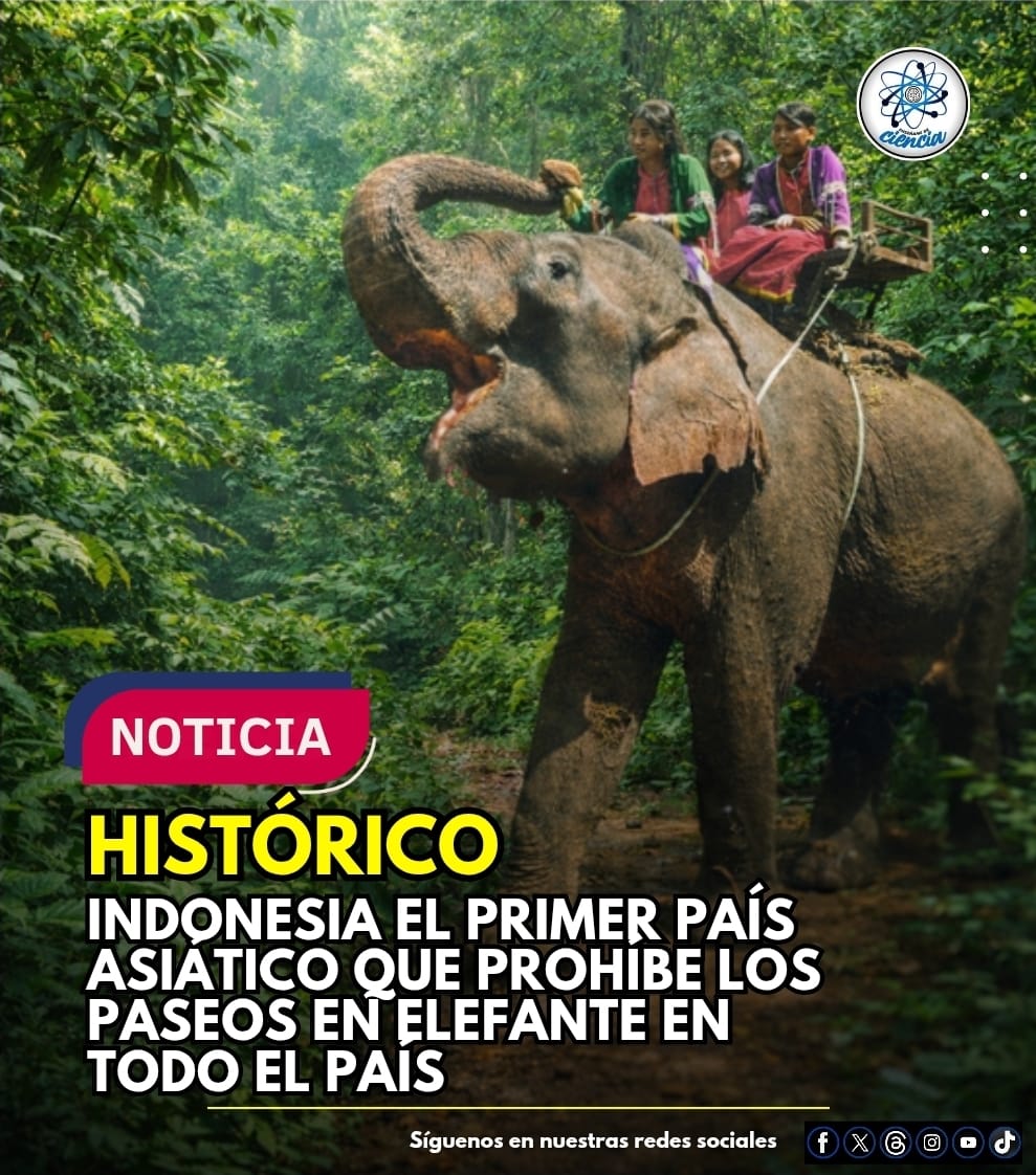 EnsedeCiencia's tweet photo. 🚨🇮🇩Indonesia dio un paso histórico en favor del bienestar animal al poner fin definitivamente a los paseos en elefante, una práctica turística muy criticada por el daño físico y emocional que provoca en estos animales.

La medida está vigente desde el 18 de diciembre de 2025 y aplica sin excepciones: zoológicos, centros de conservación y atracciones turísticas, tanto comerciales como no comerciales.

🗞 El anuncio fue confirmado por el ministro de Silvicultura, Raja Juli Antoni, tras años de denuncias públicas, investigaciones y presión social respaldada por organizaciones de protección animal como PETA Asia.

Expertos y defensores han documentado que estas prácticas generan estrés crónico, lesiones y sufrimiento en los elefantes, lo que llevó a las autoridades a tomar una decisión contundente.🐘