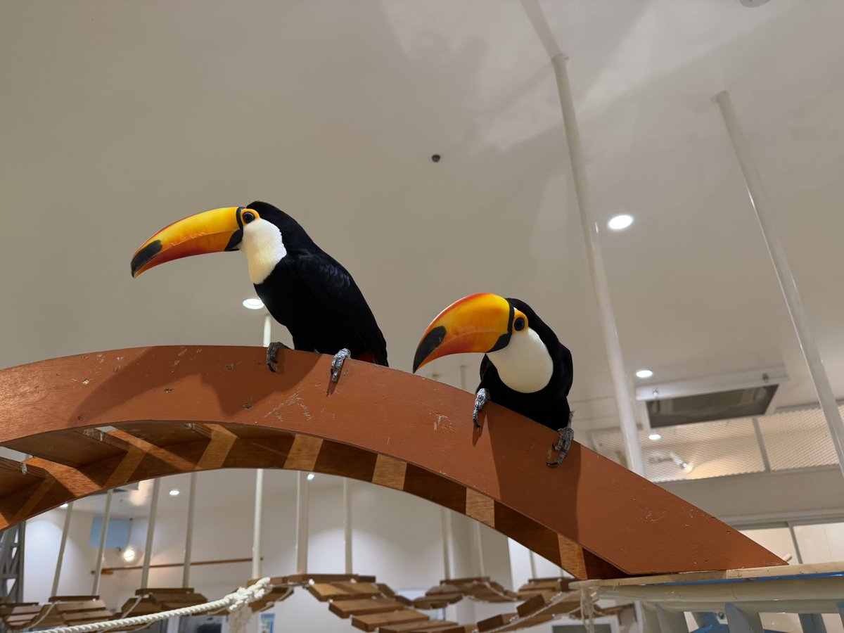 uncn's tweet image. この鳥、知能と動きがカラスみたいで良かった