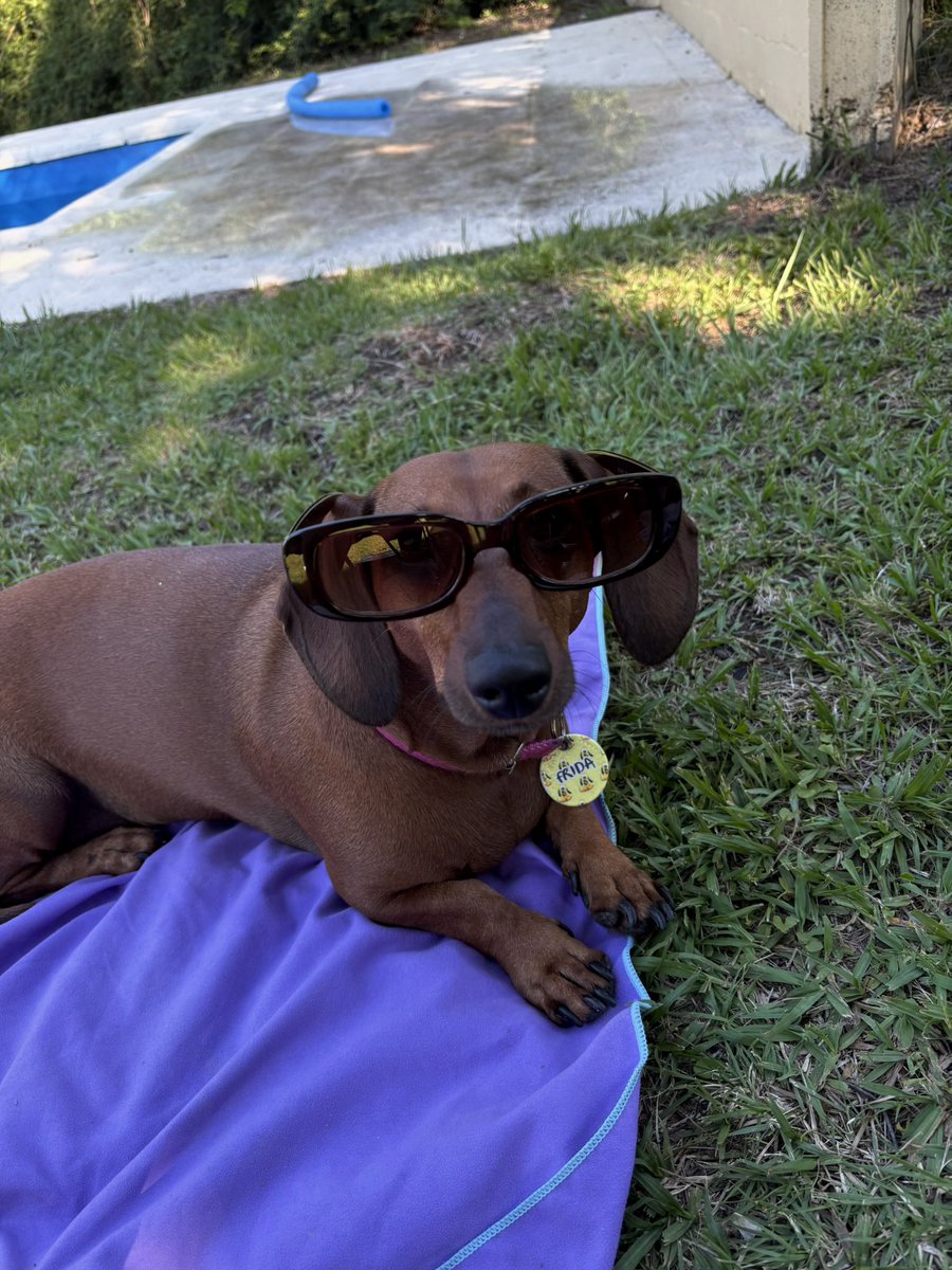 #EsteFinde para el día del salchi la modelo Frida🩷! Saludos desde Córdoba