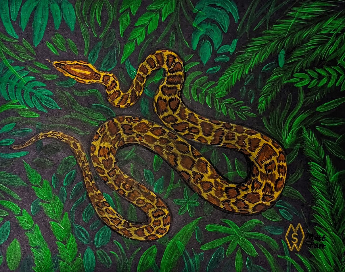 MattStarrFineA1's tweet image. Feb. 1st is National Serpent Day. This is my acrylic painting on black paper of a python in the dense swamp hunting for its prey.  redbubble.com/shop/ap/138397… 

#mattstarrfineart #serpent #snake #snakes #serpents #python #art #paintings #tshirts #artist #artistic #artwork #artlovers