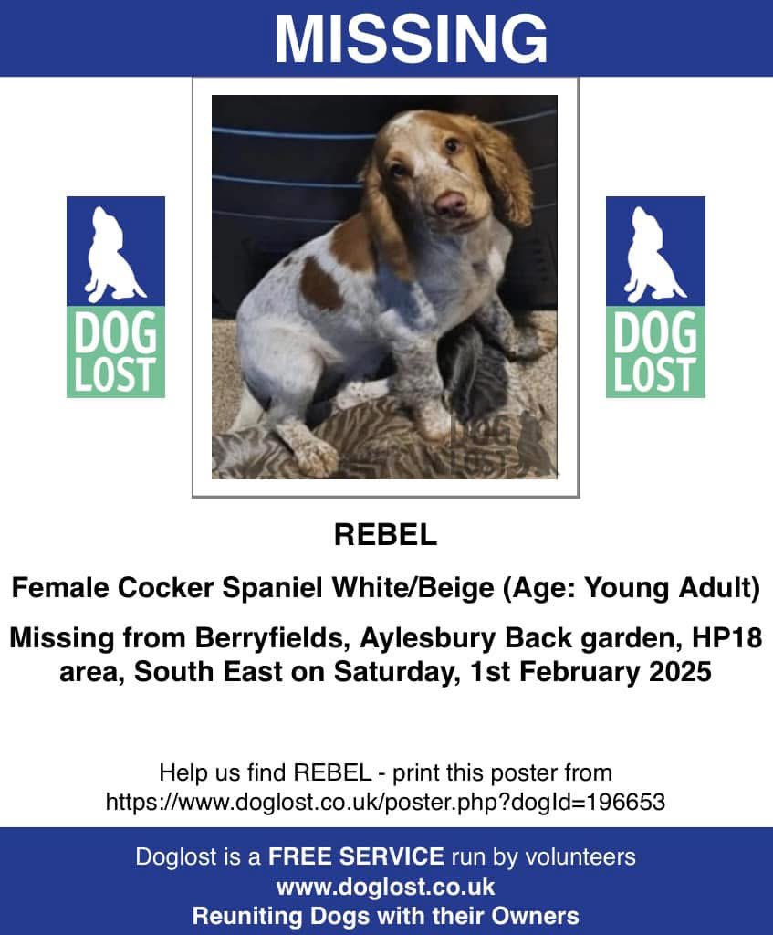 rosiedoc666's tweet photo. WHERE DID REBEL GO THAT DAY? 1/2/25 missing from her garden DID SHE WANDER OFF/GET LOST (poss picked up by some1)or WAS SHE TAKEN THAT DAY? Will we ever know? 
#Berryfields area Aylesbury BUCKINGHAMSHIRE #HP18 
https://t.co/nueDzK24t6
#StolenDogHour 

Female/young #Cocker https://t.co/FA0QhpWBEK