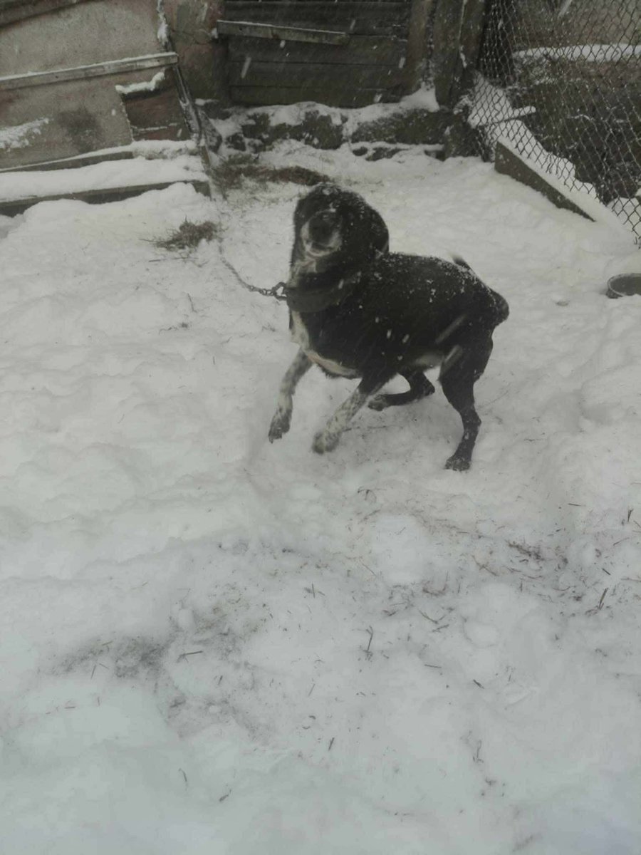 z fb ...-Kontakt w sprawie adopcji : 886 569 912
PILNY,ALE TO BARDZO PILNY DOM NA JUŻ !!
Sunia okolice Częstochowy - szuka domu
Wiek: około 4-5 lat.Przed adopcją będzie wykastrowana.Bardzo proludzka, ale trzeba popracować nad niektórymi rzeczami.
TRANSPORT DO DOMU ZAPEWNIONY