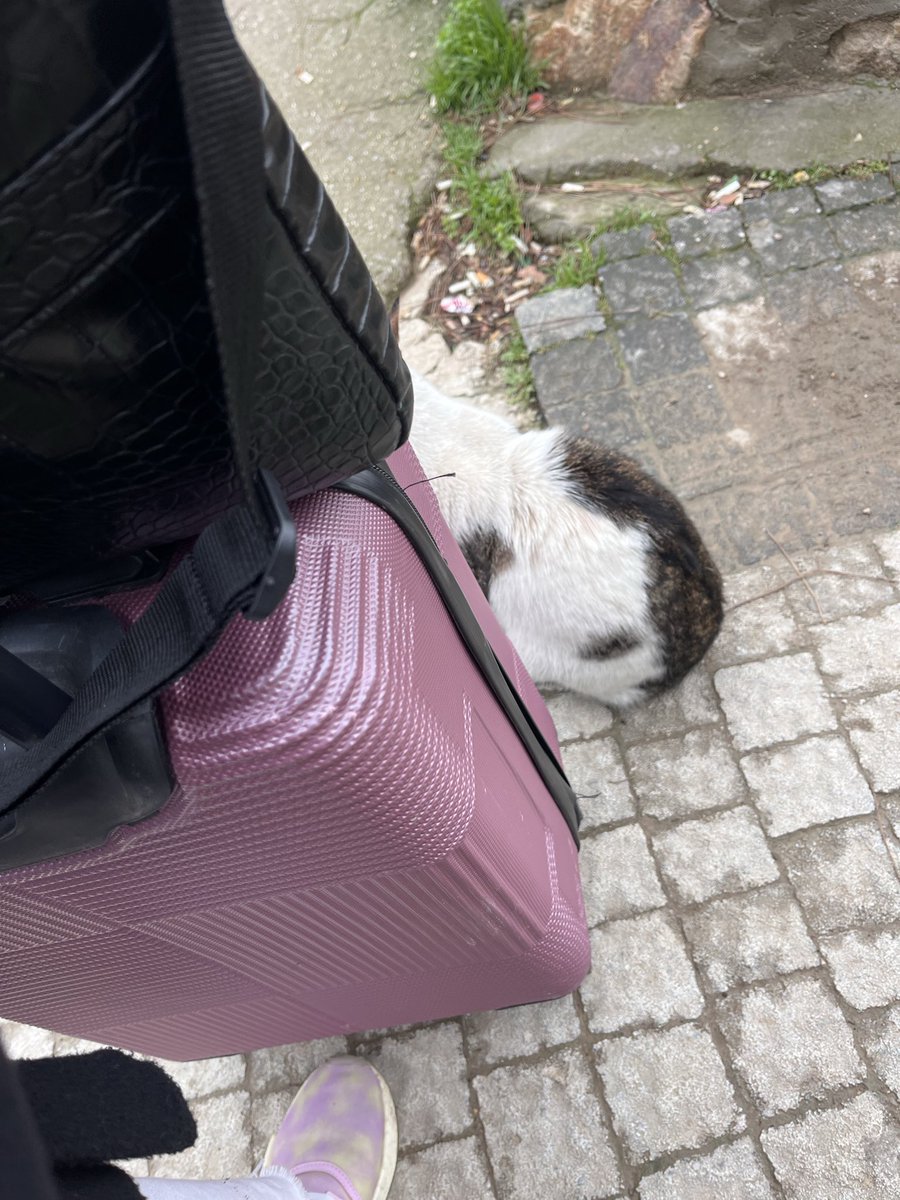 Köpekten korkuyo diye yanıma geldi ama bilmiyo ki ben ondan daha çok korkuyorum ahahsha