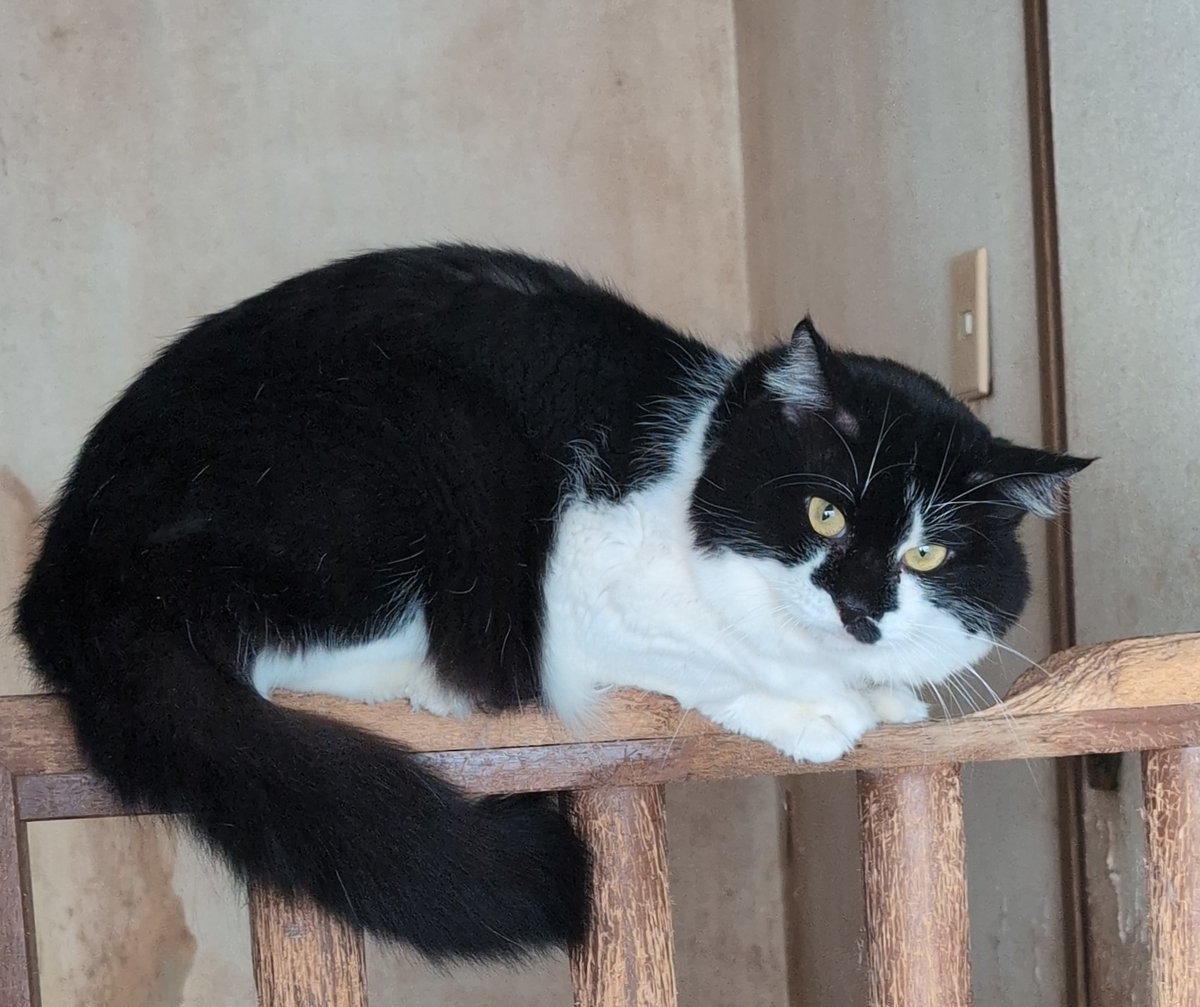 里親募集ページを更新しました。
y-snc.com/foster/animals…
飼い主宅で里親募集している子たちです（当院にいません）。今回新たに載せたのは去勢オス6頭です。上記リンクから詳細確認のうえ、お問い合せください。
RPしていただけると嬉しいです。
#人福祉現場に獣医師を