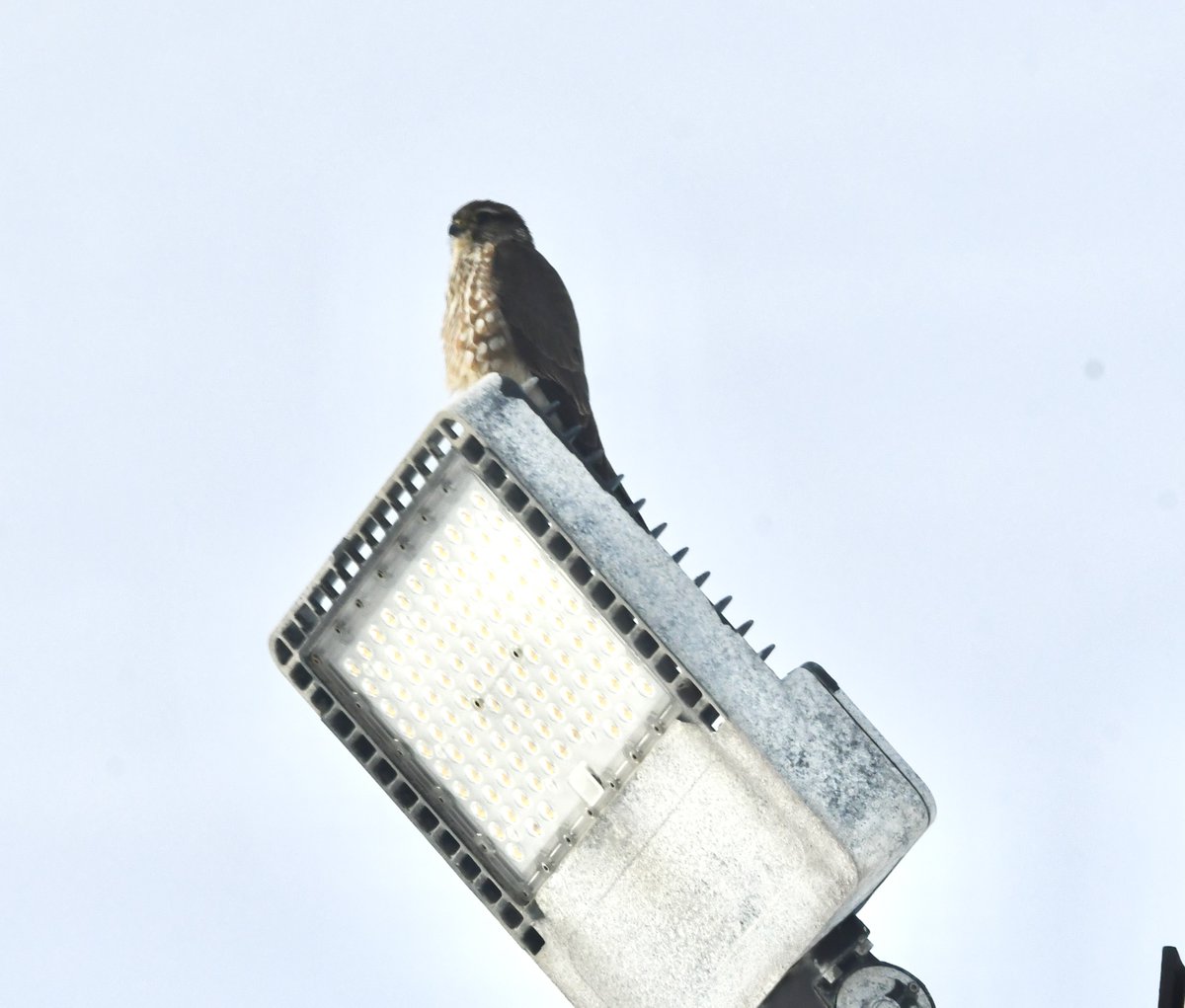 terri needham tweet media