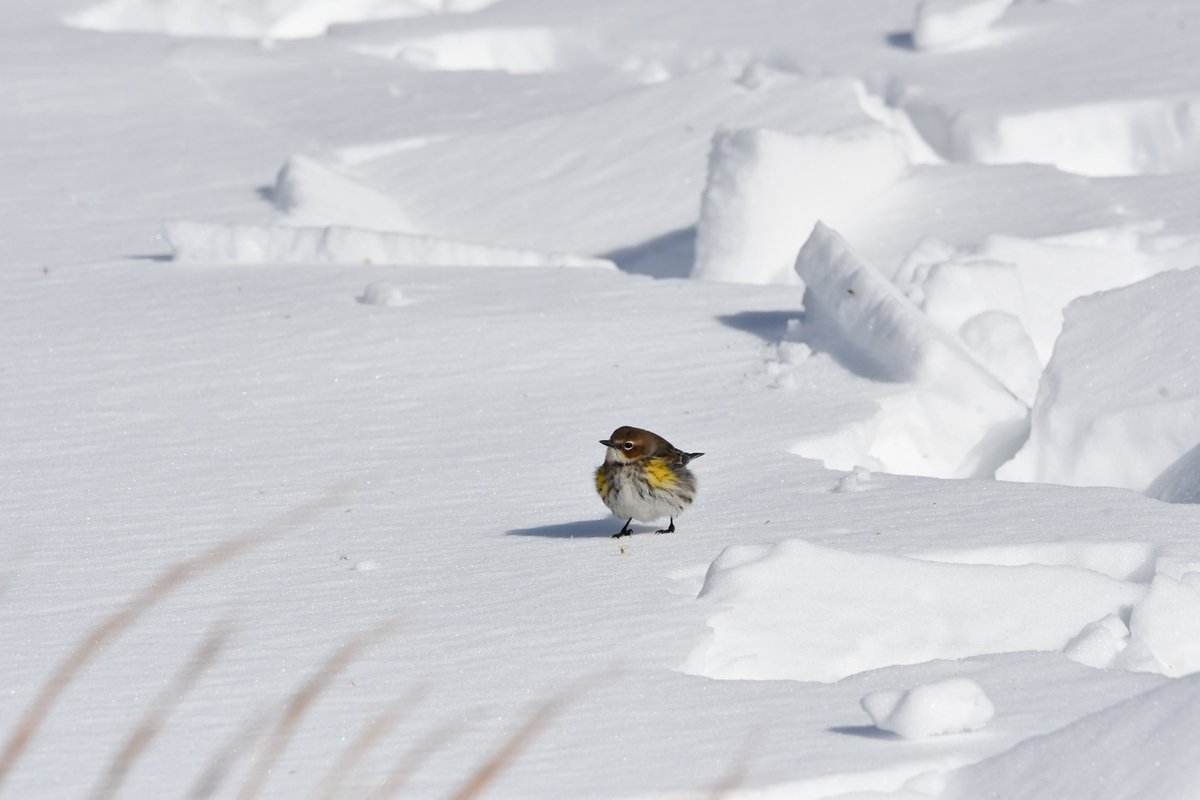 terri needham tweet media