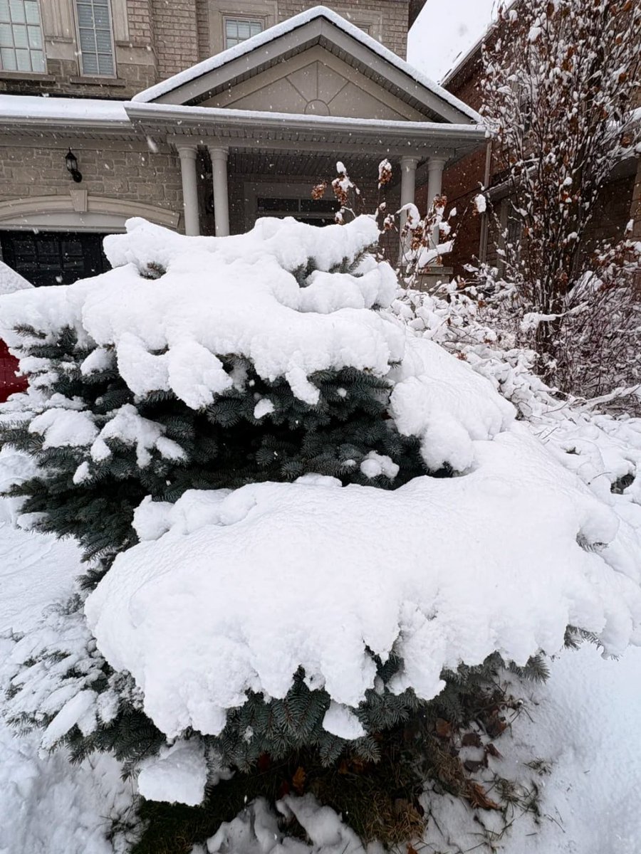 DanielSLT_11's tweet photo. My garden is doing its best to hold up all this extra weight! The evergreens look like they’re wearing massive, fluffy winter coats today 🌲🌨️ #Nature #WinterVibes https://t.co/0VRnS23nAs