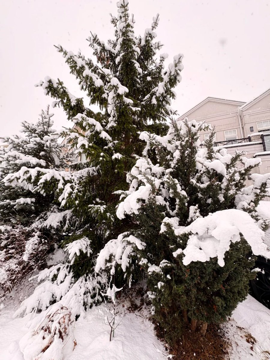 DanielSLT_11's tweet photo. My garden is doing its best to hold up all this extra weight! The evergreens look like they’re wearing massive, fluffy winter coats today 🌲🌨️ #Nature #WinterVibes https://t.co/0VRnS23nAs