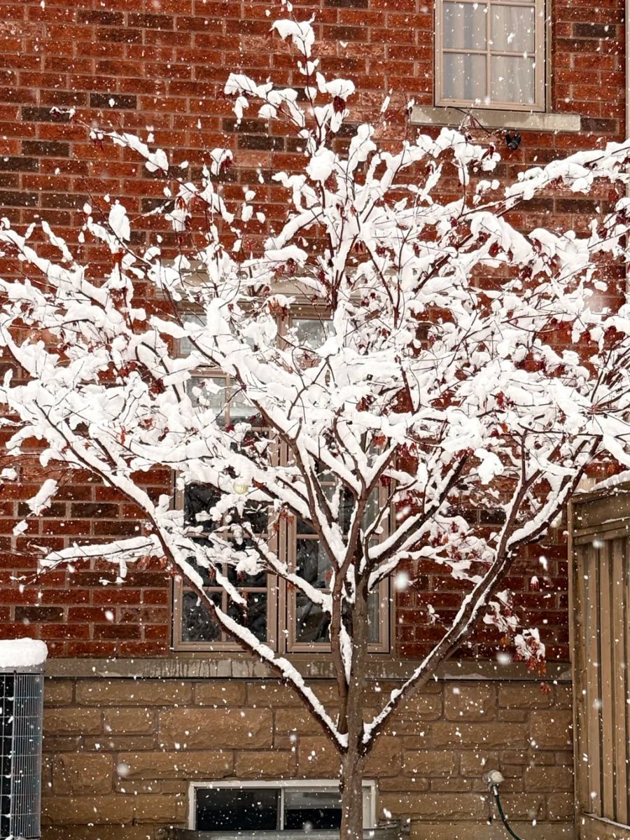mhde20012's tweet photo. From the deep greens of the spruce to the delicate branches against the red brick, winter definitely knows how to style a scene📸🏘️ https://t.co/BD6xBwihBr