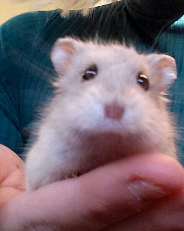 Tweets Of Hamster (@tweetsofhamster) on Twitter photo 