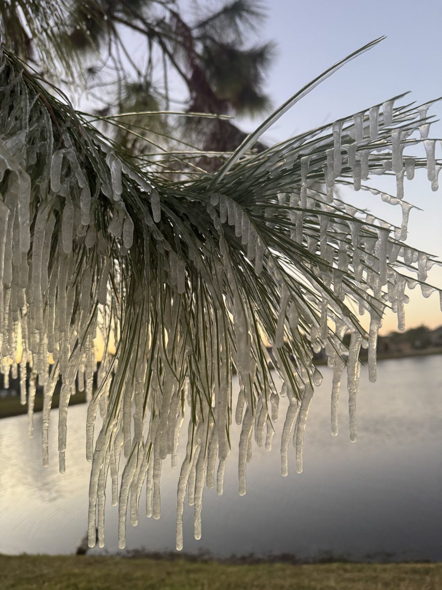 Solstrix321's tweet photo. Florida freeze Melbourne Florida 

Frozen ice in my neighborhood @weatherchannel #floridacold https://t.co/XX4Sq0zx3H