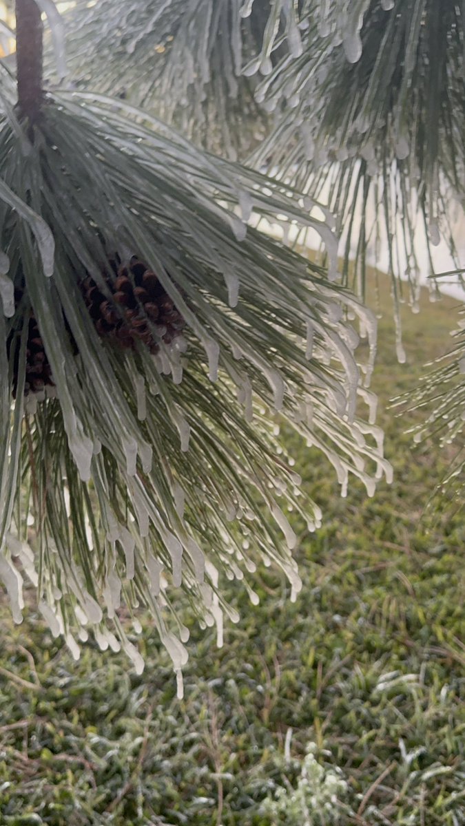 Solstrix321's tweet photo. Florida freeze Melbourne Florida 

Frozen ice in my neighborhood @weatherchannel #floridacold https://t.co/XX4Sq0zx3H