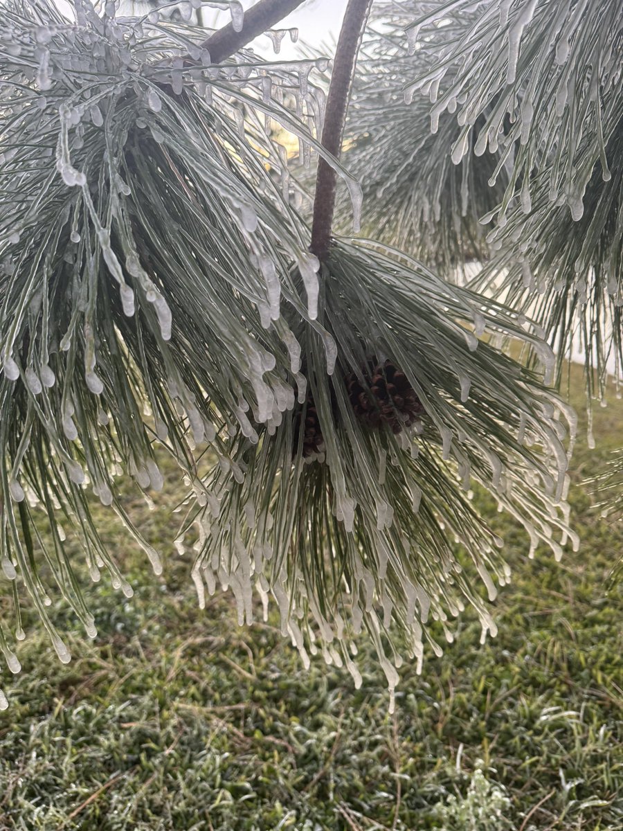 Solstrix321's tweet photo. Florida freeze Melbourne Florida 

Frozen ice in my neighborhood @weatherchannel #floridacold https://t.co/XX4Sq0zx3H