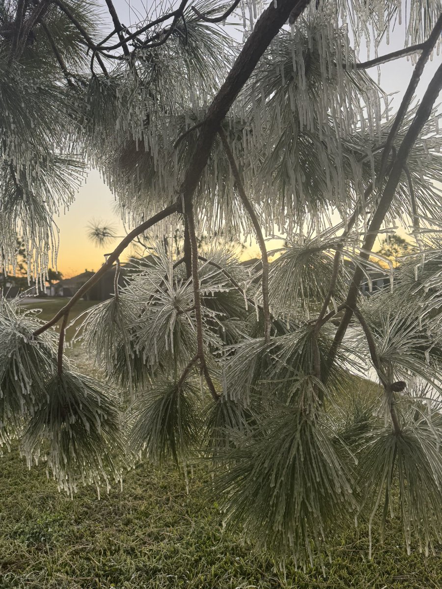 Solstrix321's tweet photo. Florida freeze Melbourne Florida 

Frozen ice in my neighborhood @weatherchannel #floridacold https://t.co/XX4Sq0zx3H