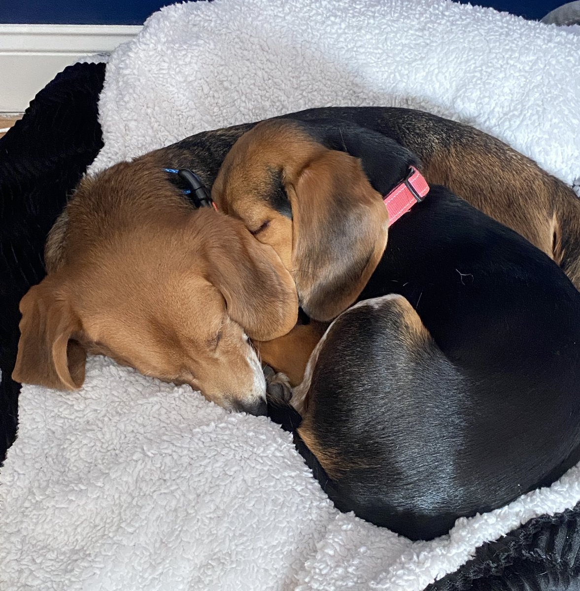 Beagle ears big enough for other beagles to snuggle under