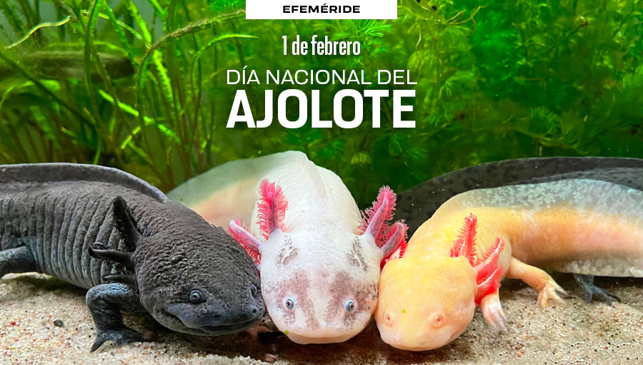 Que tenga una extraordinaria capacidad de regeneración no quiere decir que sea inmortal. #UnDíaComoHoy se conmemora el Día Nacional del Ajolote, un llamado urgente para la conservación del anfibio mexicano ⚠️. Conoce #Adoptaxolotl, una iniciativa con la que contribuye la UNAM >