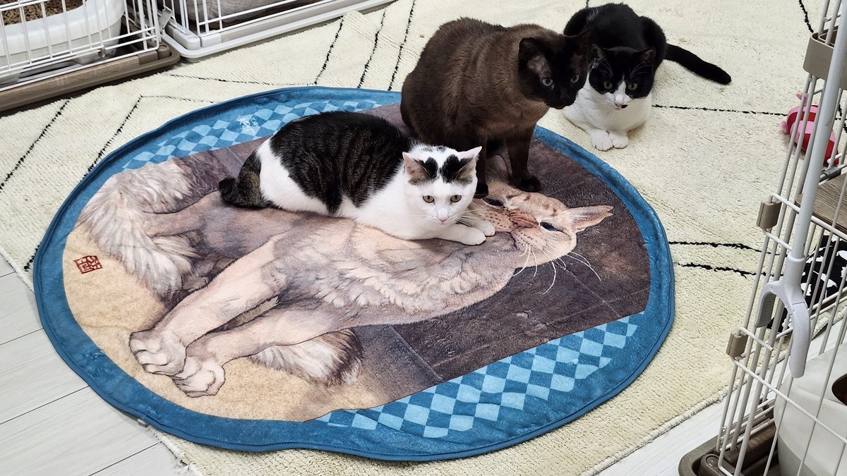 #おあげちゃんズ 応援　新作グッズ
ご予約受付中

・ムーさんひざかけ　6600円
・ムーさん眼鏡拭き　880円

モデル：クリームくん
イラスト：満原利奈さん（ <a href="/rina_mitsuhara/">満原利奈 | 日本画家</a>）
サイズ・材質：画像2枚目参照

料金お知らせ：2/20
お届け予定：2月末～3/3頃
クレジット決済可