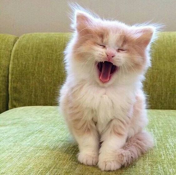 Squirrelly tweet media