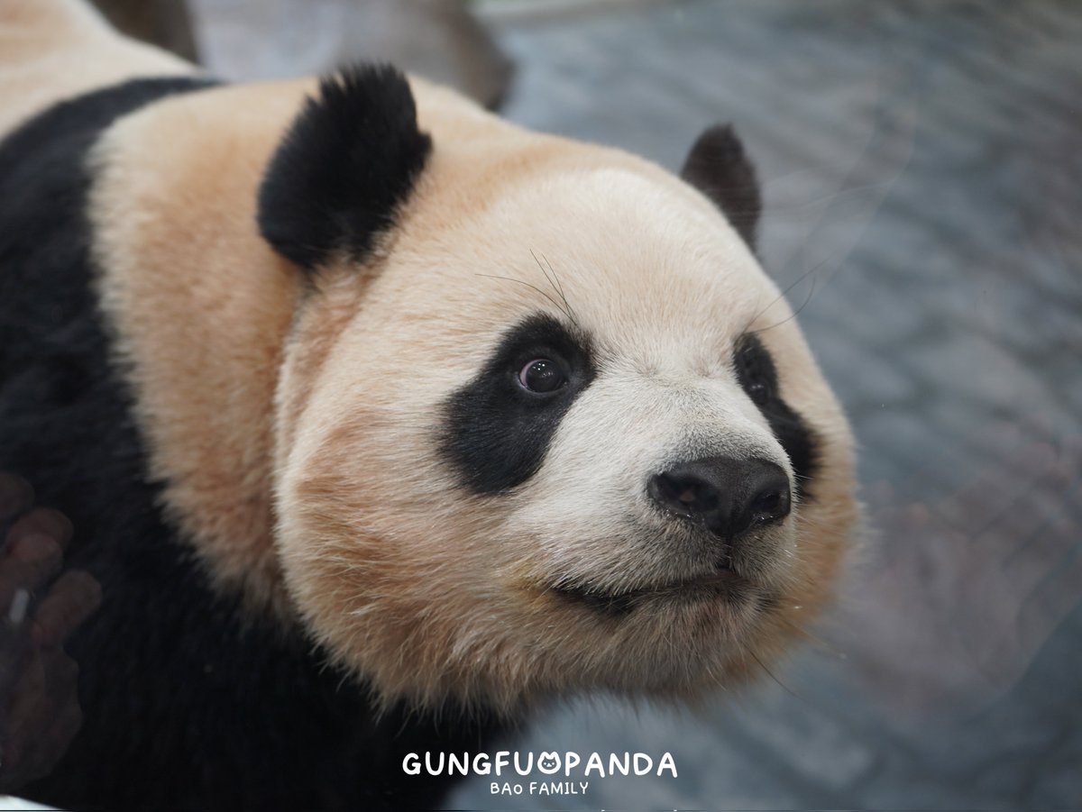 여기저기 봐주면서 팬미팅 해주시는데 내차례엔 손떨어버렸다
260201
#루이바오