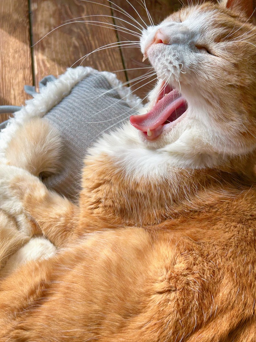 ちかふじ tweet media