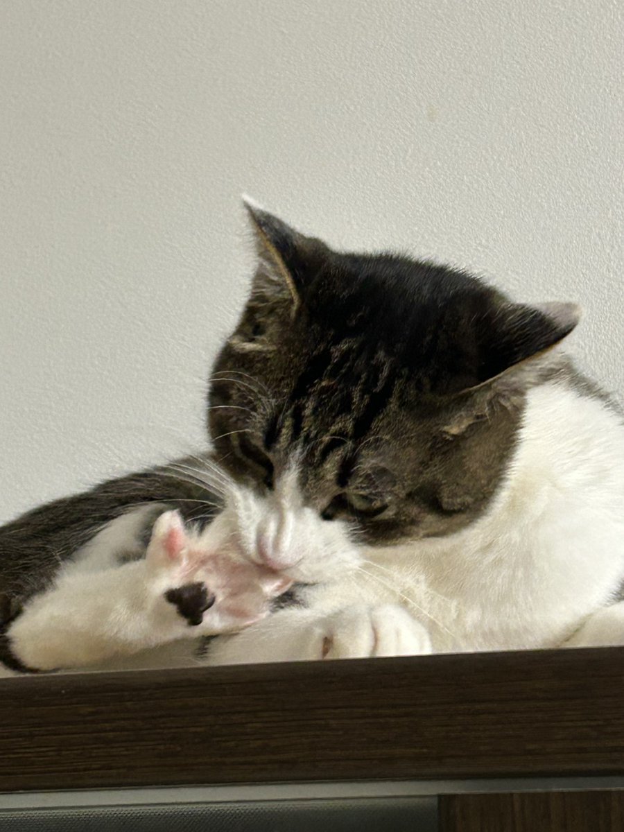 猫のいる暮らし (@neconeco_0804) / Posts / X