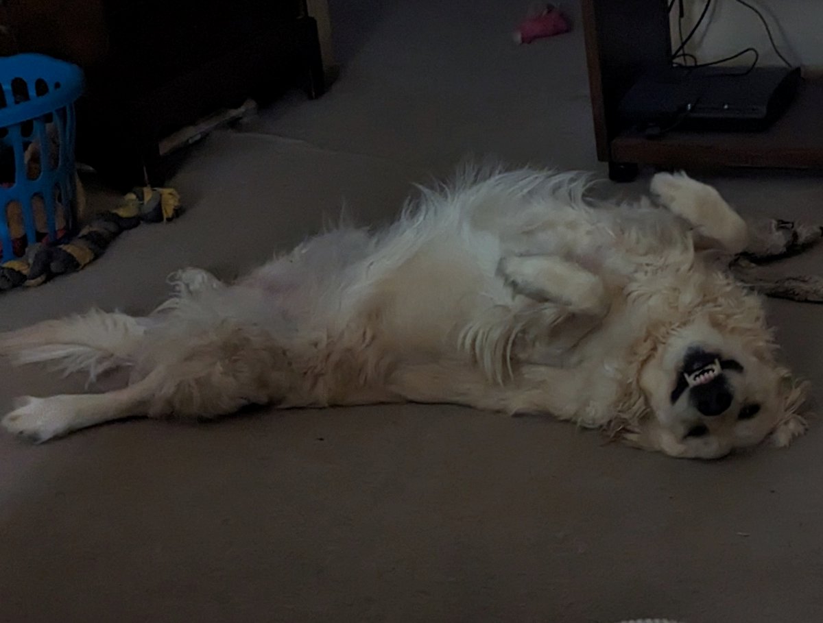 Kennyhorse's tweet image. ☃️12°F outside. I checked. The floor said ‘nope.’
If anyone needs me, I’ll be practicing advanced hibernation and paying zero bills until April.☃️
#TooCold #GoldenLife #DogLogic