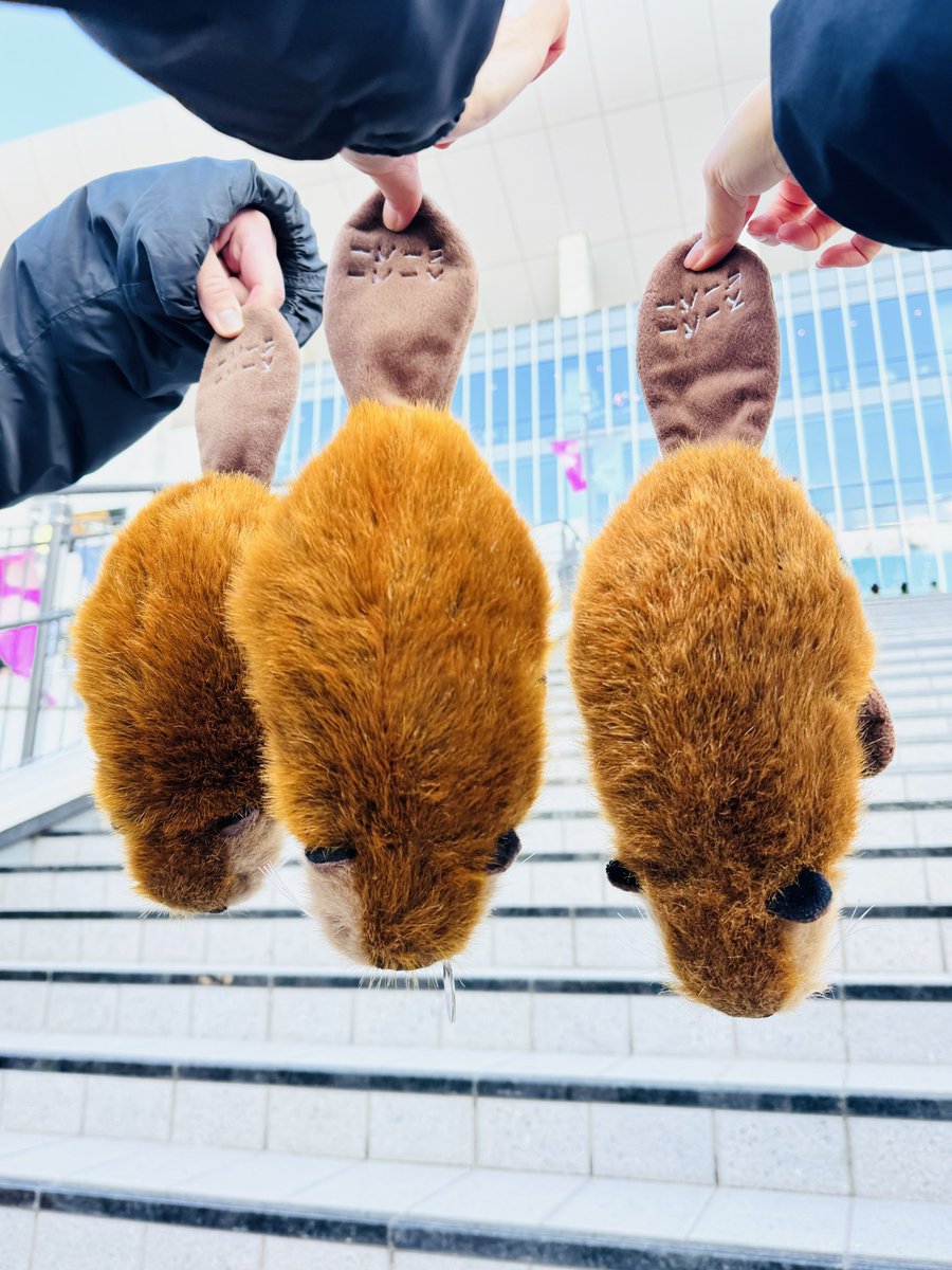 今日のスーパービーバーちゃん🦫