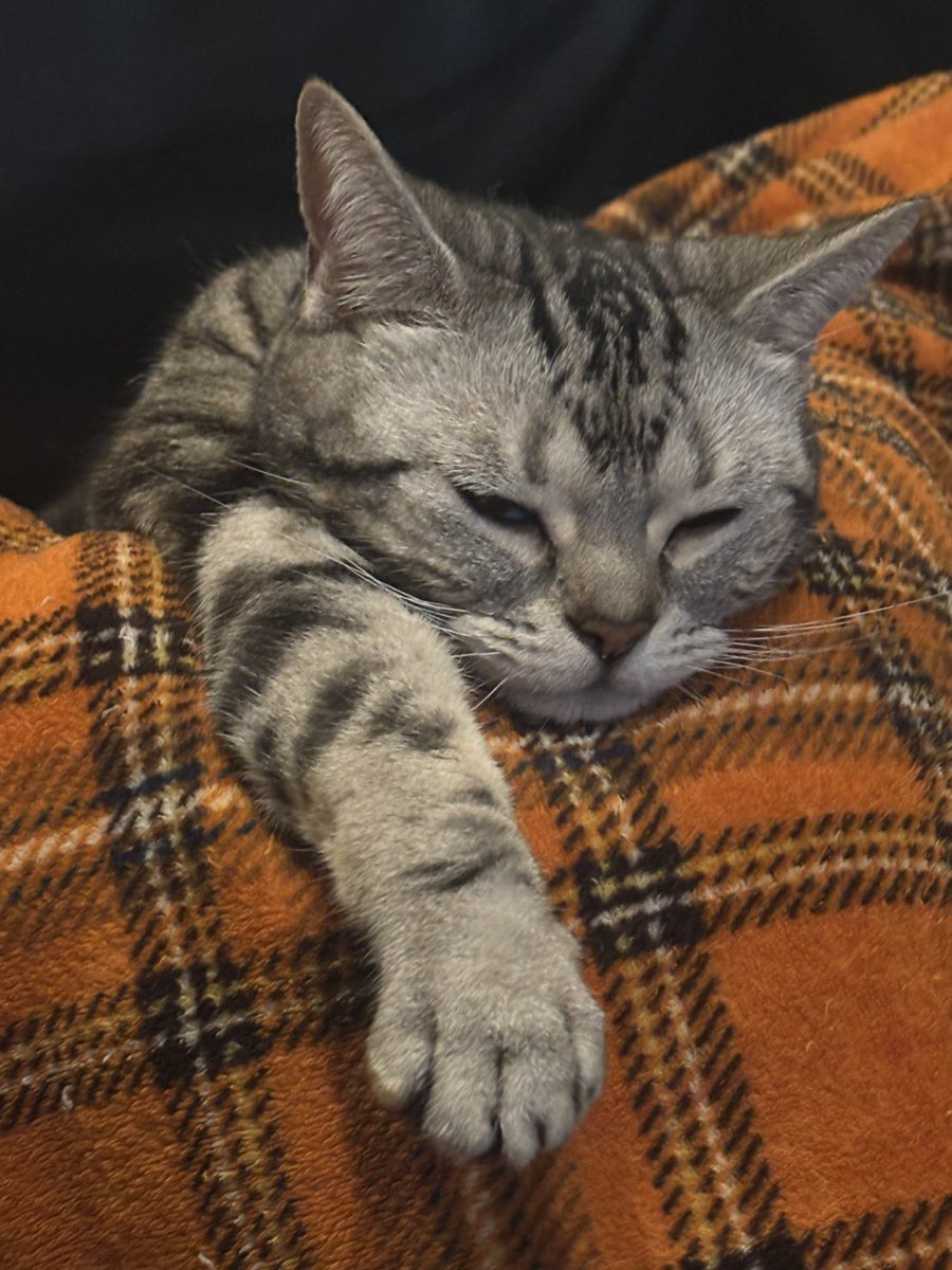 keiocat's tweet photo. お腹の上で寝てしまってレポート出なかった明日がんばる😤 https://t.co/u5Kd4J7X2k