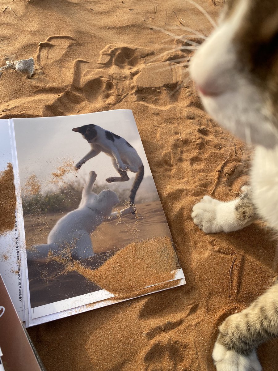 本の出版日が決まりました。これらは写真の色を確認するために、出版社さんが送ってきてくれたもの。時間かけて何度もやり直しながらようやく完成。Amazonで予約開始となりました。予約特典付きで、詳細説明画像を作っていただきました→次ポストへ。

amazon.co.jp/dp/4334109004