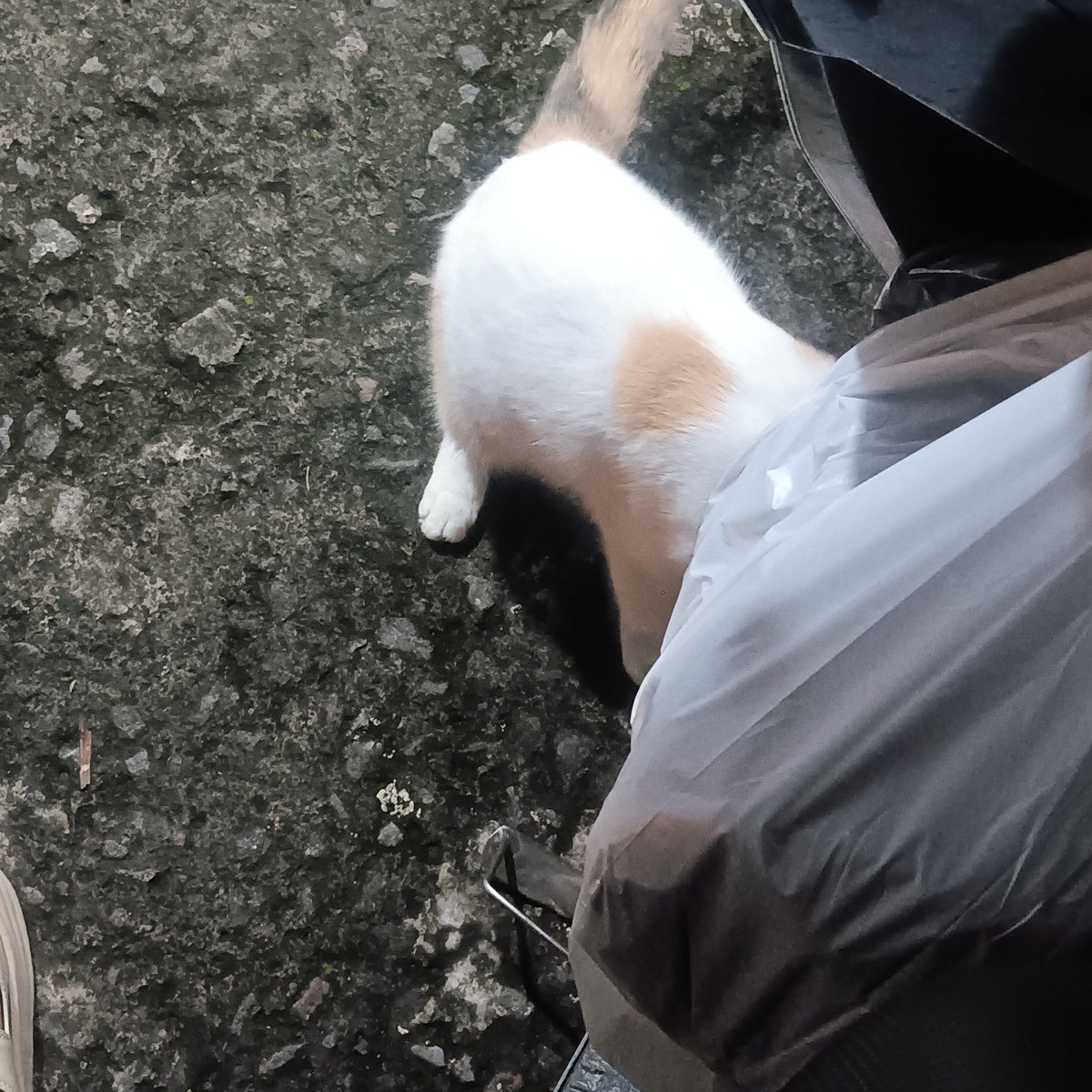 vuolins's tweet photo. bertemu kucing tokoo https://t.co/DHBxvEVm0M