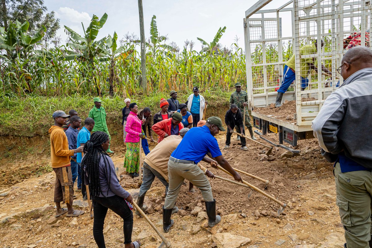 Silverback Tea tweet media