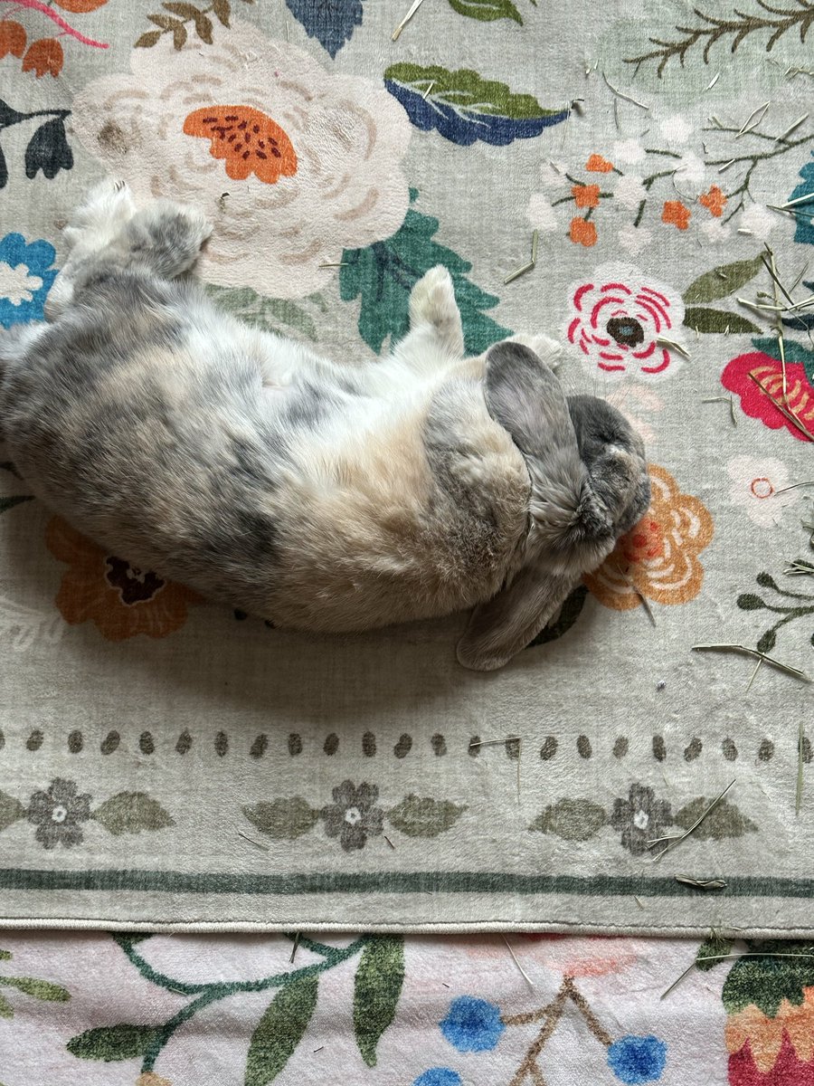 Cocobunny tweet media