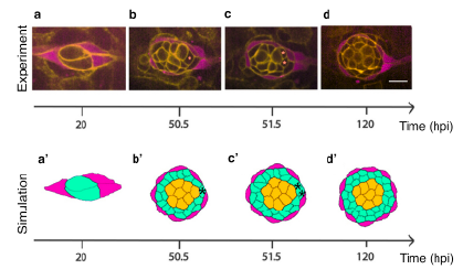 Osvaldo Chara tweet media