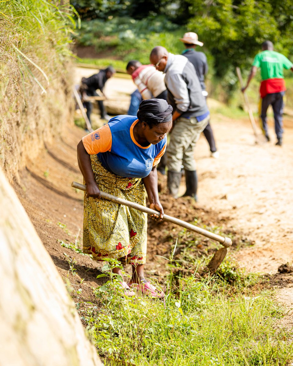 Silverback Tea tweet media