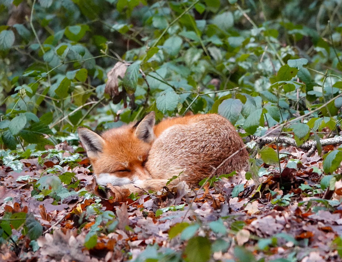 Annette parish tweet media