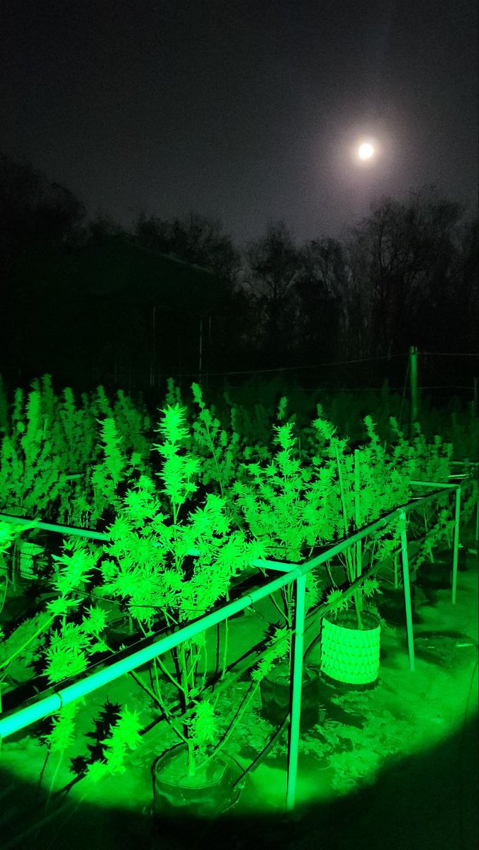 Nope, not Photoshop filters 😅
This is the night shift heading out once again on insect🐛 patrol.

Rainy season is over, daytime heat is brutal, and smart Thai🇹🇭 insects - perfected by millions of years of evolution - mostly sleep during the day (just like the locals 😴).

But at