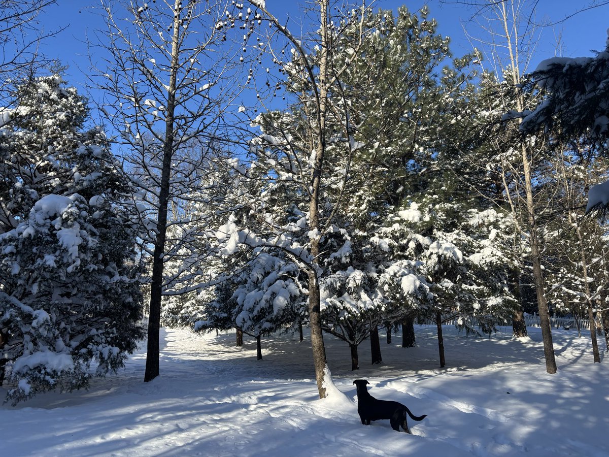 Ended up with 11 inches here in 24 hours. Definitely a once in a lifetime winter event for CLT.

The funny part… we’re supposed to hit 50 and have rain on Wednesday. 😂🤷🏻‍♀️